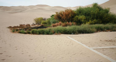 bush, day, desert, direct sunlight, eye level view, Ica, Peru, spring, sunlight, sunny, sunshine, vegetation