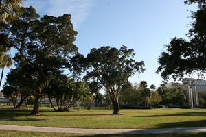 broad-leaf tree, broad-leaved tree, day, evergreen, eye level view, Florida, grass, palm, park, summer, sunny, Tampa, The United States