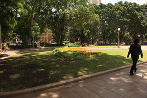 Australia, day, eye level view, flower, New South Wales, park, summer, sunny, Sydney, tree, vegetation