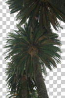 below, cutout, cutout trees, day, diffuse, diffused light, evergreen, palm, Phoenix canariensis, summer