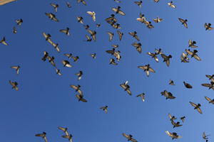 autumn, below, bird, bright, Croatia, day, Dubrovacko-Neretvanska, Dubrovnik, natural light, sunny