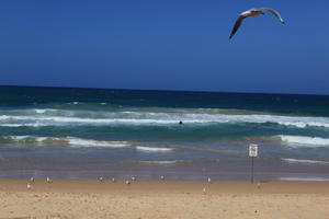 Australia, beach, bird, clear, day, eye level view, New South Wales, seascape, sky, summer, sunny, Sydney