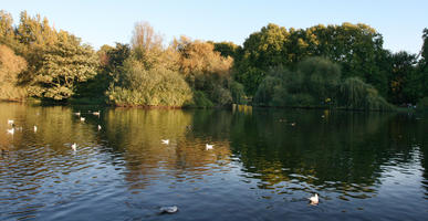 afternoon, autumn, bird, day, England, eye level view, lake, London, park, sunny, The United Kingdom, treeline