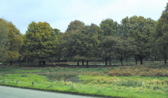 afternoon, autumn, cloudy, day, deciduous, eye level view, grass, open space, outdoors, park, tree, treeline, vegetation