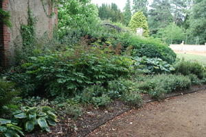 Abingdon, bush, day, England, eye level view, garden, natural light, park, shrub, summer, The United Kingdom