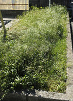 Croatia, day, elevated, grass, Juraj, Medimurska, spring, sunny