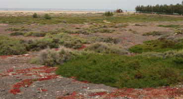 Canarias, day, diffuse, diffused light, eye level view, moorland, Spain, summer