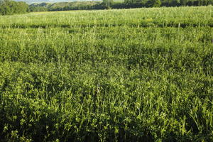 afternoon, crop, day, eye level view, field, grass, Italia , Siena, spring, sunny, Toscana