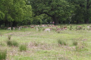 day, deer, diffuse, diffused light, England, eye level view, grass, London, natural light, park, spring, The United Kingdom