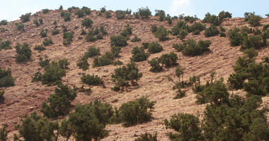 Agadir, day, desert, diffuse, diffused light, eye level view, Morocco, shrub