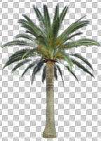 cutout, cutout trees, day, evergreen, eye level view, palm, Phoenix canariensis, summer, sunny