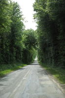 Beaugency, Centre, day, eye level view, forest, France, natural light, road, tree