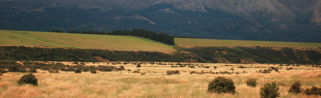 day, diffuse, diffused light, eye level view, hill, natural light, New Zealand, overcast, shrubland, summer