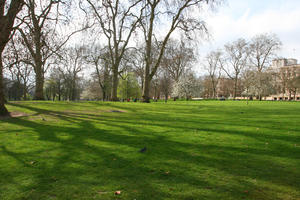 day, direct sunlight, England, eye level view, grass, London, park, spring, sunny, The United Kingdom, tree