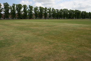 afternoon, Cambridge, day, England, eye level view, grass, lawn, spring, The United Kingdom, tree, vegetation