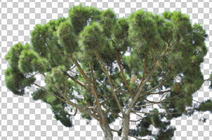 coniferous, cutout, cutout trees, day, evergreen, eye level view, summer, sunny