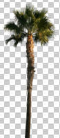 afternoon, autumn, cutout, cutout plants, cutout trees, day, direct sunlight, evergreen, eye level view, Mexican fan palm, Mexican washingtonia, natural light, palm, sunny, sunset, tree, Washingtonia robusta