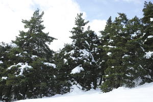 below, coniferous, day, diffuse, diffused light, evergreen, France, Greolieres, Provence Alpes Cote D