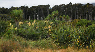 day, diffuse, diffused light, eye level view, forest, natural light, New Zealand, overcast, reed, summer, tropical, vegetation, West Coast