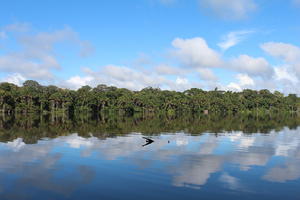 day, eye level view, Madre de Dios, Peru, river, shrub, summer, sunny, treeline, tropical