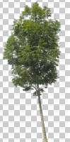 broad-leaf tree, broad-leaved tree, cutout, cutout trees, day, diffuse, diffused light, eye level view, summer