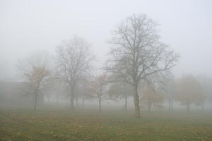 deciduous, England, eye level view, fog, grass, London, natural light, overcast, park, The United Kingdom, tree, winter