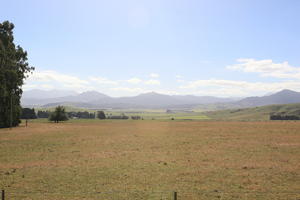 day, eye level view, field, New Zealand, summer, sunny