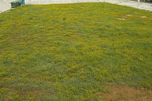 Croatia, day, elevated, field, flower field, garden, grass, long grass, spring, sunny, vegetation, Zadar, Zadarska