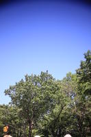 below, day, Manhattan, New York, sunny, The United States, tree, vegetation
