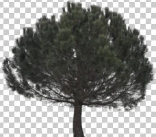 afternoon, Aleppo pine, ambient light, cloudy, coniferous, cutout, cutout plants, cutout trees, day, diffuse, diffused light, evergreen, eye level view, overcast, pine, Pinus halepensis, tree