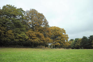 afternoon, autumn, cloudy, day, deciduous, England, eye level view, grass, lawn, open space, outdoors, park, The United Kingdom, tree, treeline, vegetation, Wimbledon