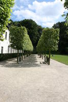 Belgium, Brussels, day, eye level view, natural light, park, path, summer, tree, vegetation