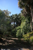 day, eye level view, Florida, Miami, natural light, palm, park, sunny, The United States, tree, tropical, vegetation, winter