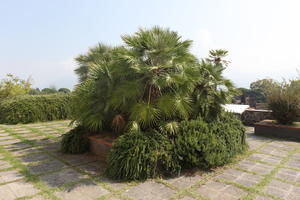 Campania, day, dwarf date palm, eye level view, garden, Italia , Napoli, plant, potted plant, summer, terrace