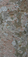 bark, close-up, day, Florida, The United States, trunk, winter, wood