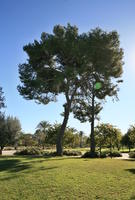 Alicante, day, eye level view, grass, Spain, sunny, tree, Valenciana