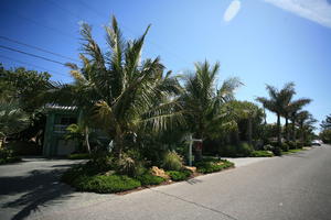 day, eye level view, Florida, Miami, natural light, palm, street, sunny, The United States, tropical, vegetation, winter