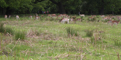 day, deer, diffuse, diffused light, England, eye level view, grass, London, natural light, park, spring, The United Kingdom