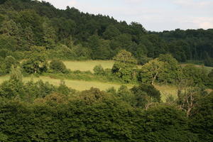 Bourgogne, bush, day, Dijon, elevated, France, natural light, tree, woodland