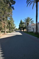 Alicante, day, eye level view, pavement, Spain, street, sunny, tree, Valenciana