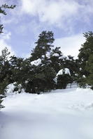 coniferous, day, diffuse, diffused light, evergreen, eye level view, France, Greolieres, Provence Alpes Cote D