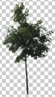 broad-leaf tree, broad-leaved tree, cutout, cutout trees, day, diffuse, diffused light, eye level view, summer, young