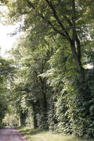 Beaugency, Centre, day, eye level view, forest, France, natural light, road, tree