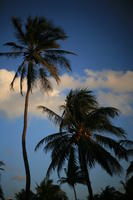 below, dusk, Florida, Miami, palm, The United States, tree, vegetation, winter