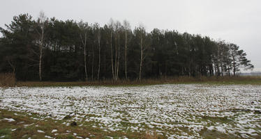 day, diffuse, diffused light, eye level view, field, Kopanica, Poland, snow, treeline, Wielkopolskie, winter