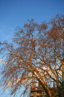 below, day, dusk, England, London, natural light, sunset, The United Kingdom, tree, tree canopy, winter