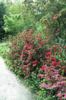 bush, day, England, eye level view, flower, garden, natural light, park, The United Kingdom, Woking