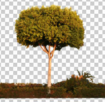 broad-leaf tree, broad-leaved tree, cutout, cutout plants, cutout trees, day, dusk, eye level view, summer, sunny, tree