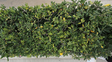 close-up, day, Denia, diffuse, diffused light, eye level view, hedge, natural light, Spain, spring, Valenciana