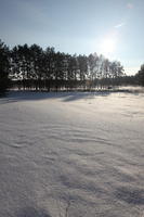 afternoon, backlight, bright, coniferous, day, eye level view, field, Poland, snow, sunny, tree, treeline, Wielkopolskie, winter, woodland